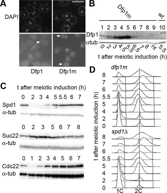 FIGURE 5: