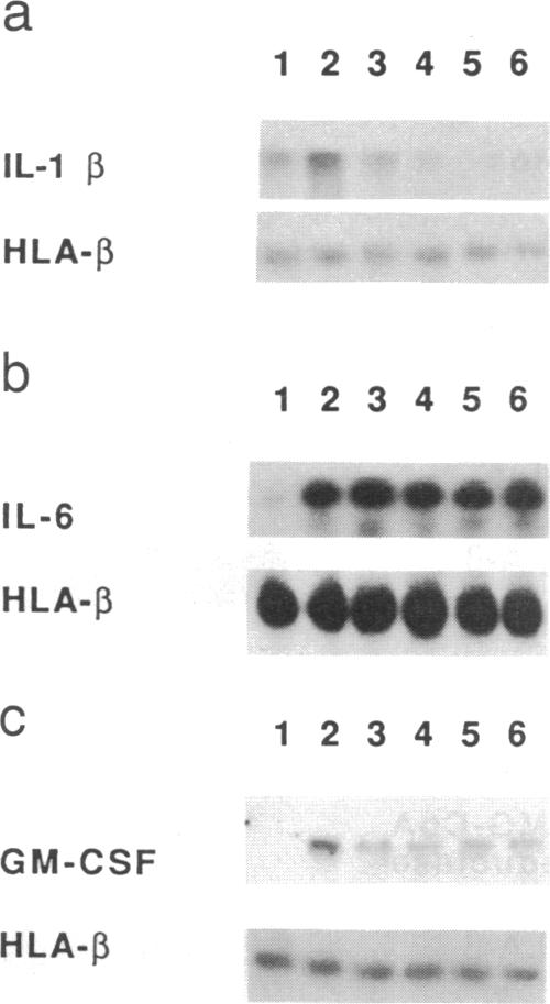 graphic file with name pnas01083-0413-a.jpg