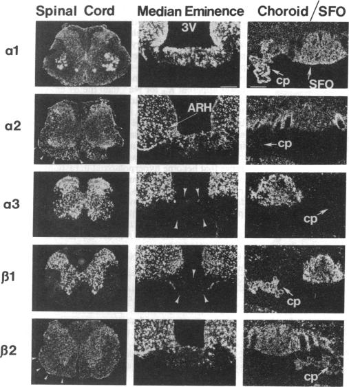 graphic file with name pnas01066-0537-a.jpg