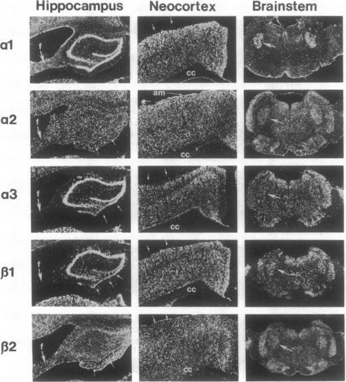 graphic file with name pnas01066-0536-a.jpg