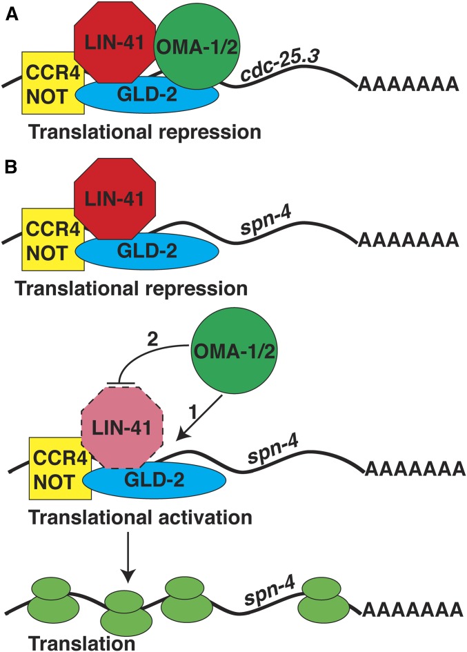 Figure 17