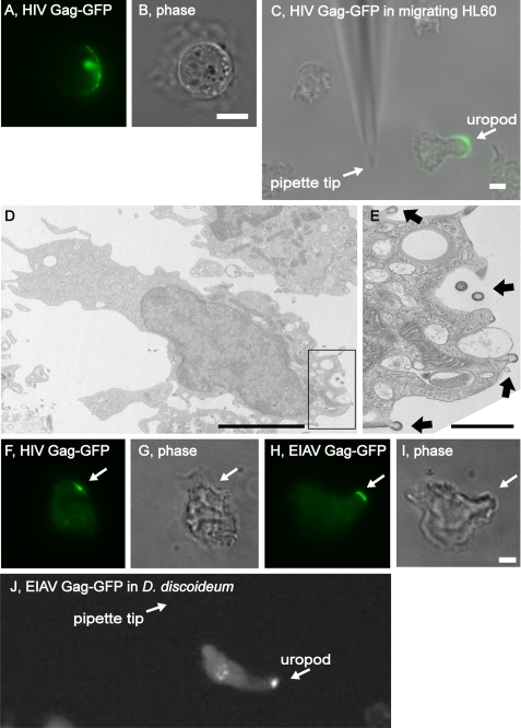 FIGURE 10.