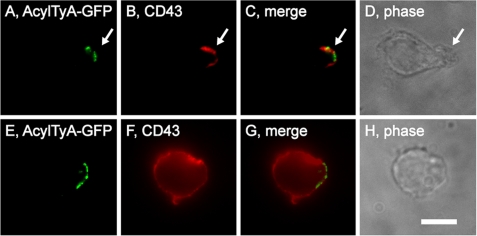 FIGURE 4.