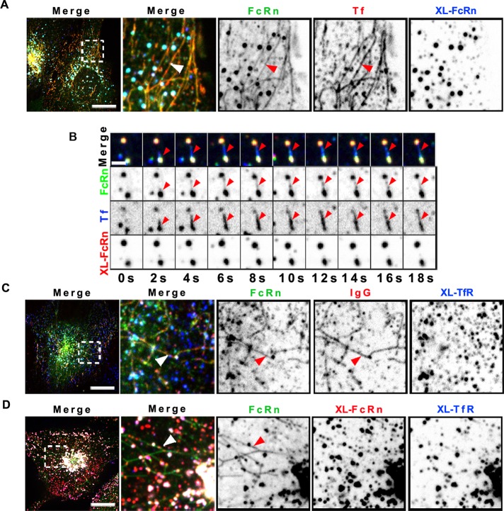 FIGURE 4: