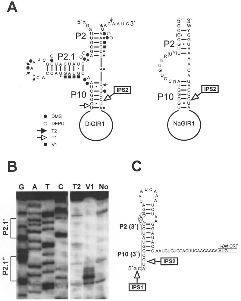 Figure 6