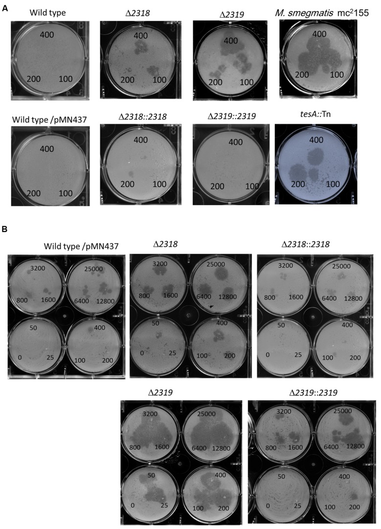 FIGURE 4