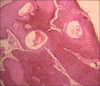 Figure 2b