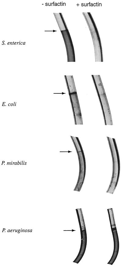 FIG. 6