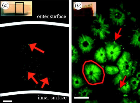 Figure 2.