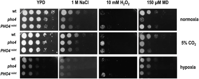 FIGURE 4