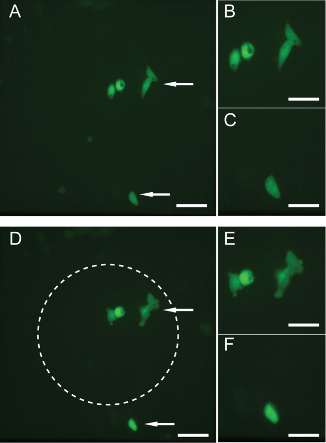 Fig 5