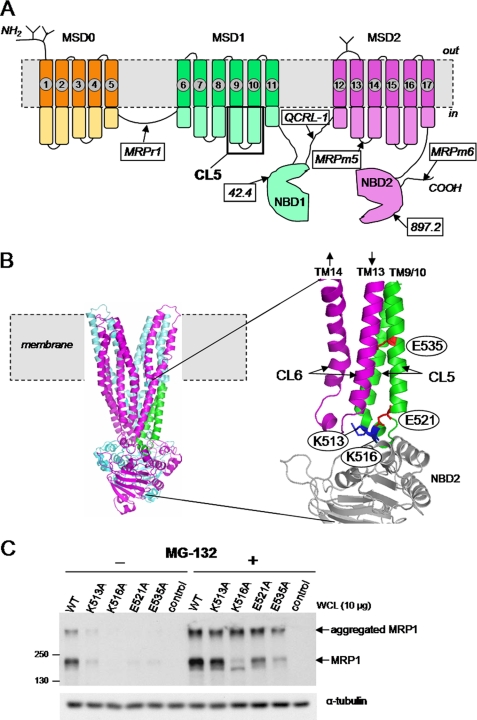 FIGURE 1.