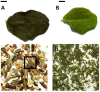 Fig. 3