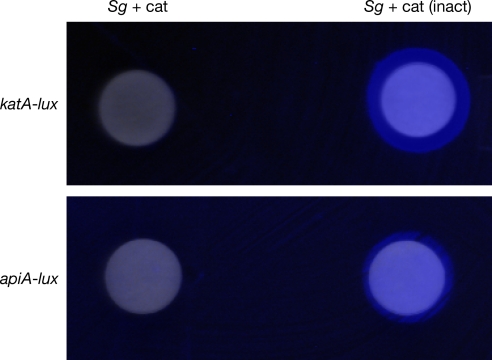 Fig. 2.