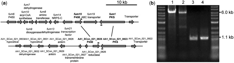 Figure 5