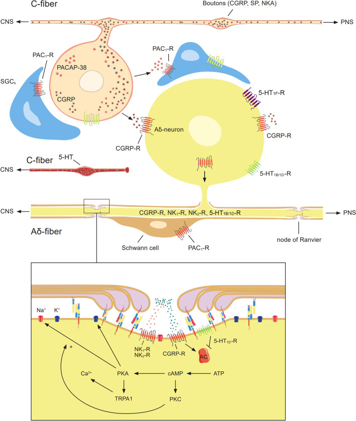 Fig. 13