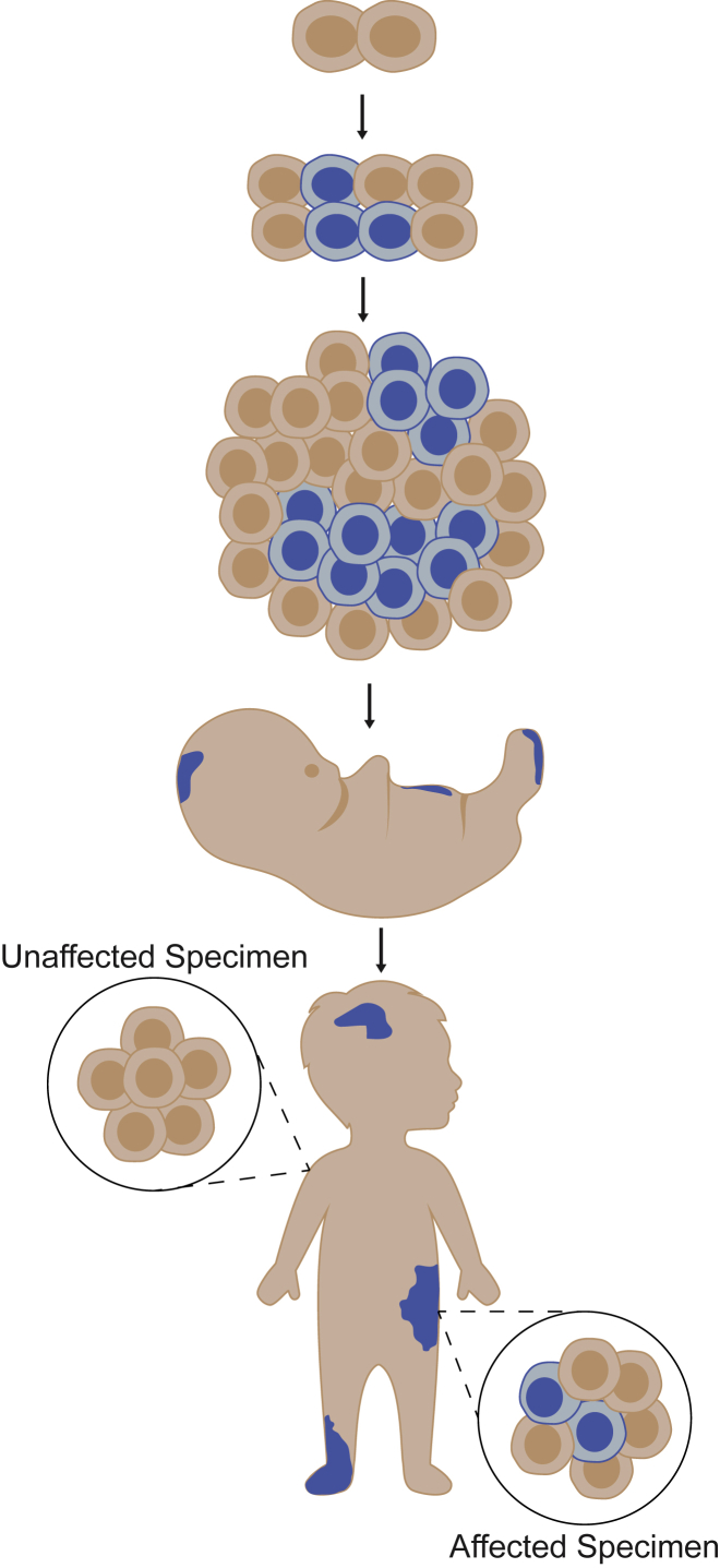 Figure 1