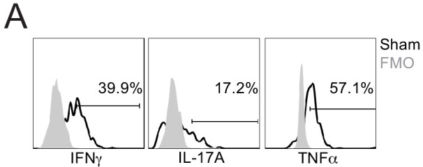 Figure 3—figure supplement 1.