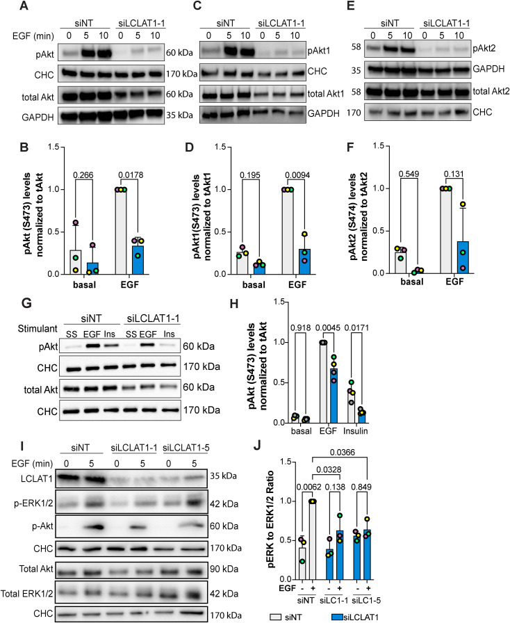 FIGURE 6: