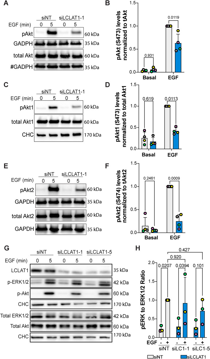 FIGURE 5: