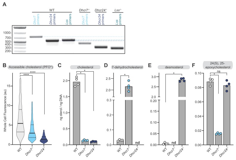 Figure 2—figure supplement 1.