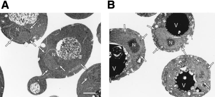 FIG. 6