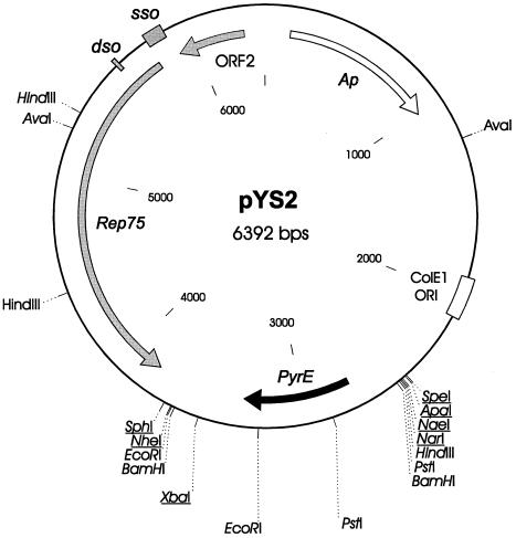 FIG. 1.