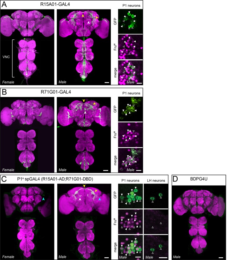 Figure 1—figure supplement 1.