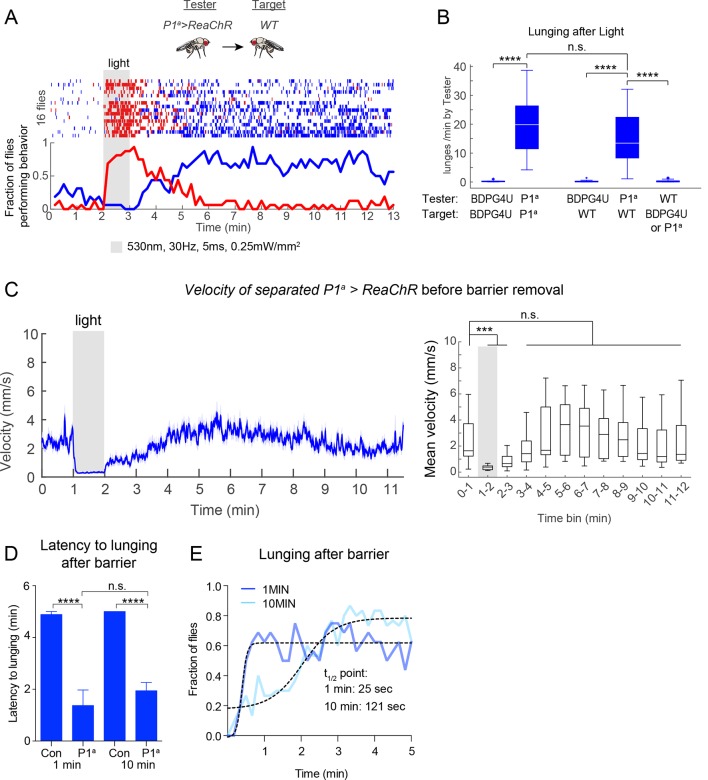 Figure 5—figure supplement 1.