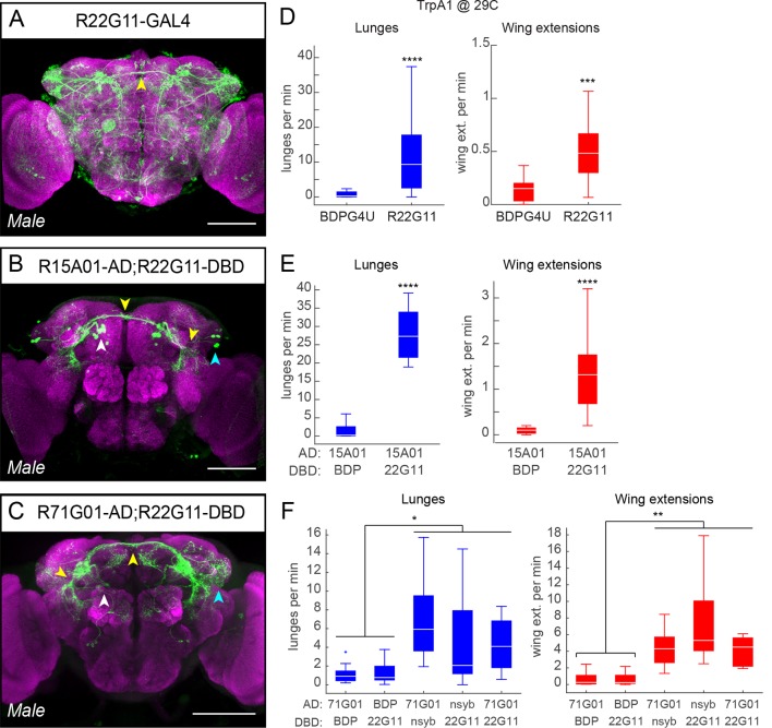 Figure 1—figure supplement 2.