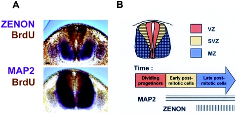 FIG. 10.