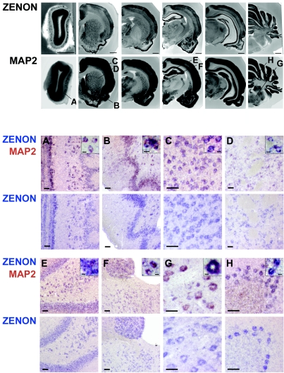 FIG. 8.