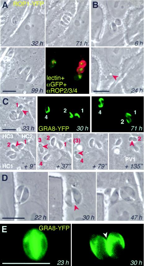 FIG. 7.