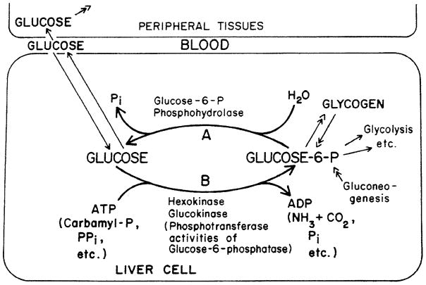 Fig. 5