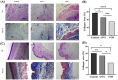 (A) Microscopic images showing tissue samples in Control, OVX, and POP groups stained with HE and Masson methods, indicating differences in structure. (B) Bar graph displaying collagen area percentages for Control, OVX, and POP groups, with significant differences marked by asterisks. (C) Additional tissue images from the same groups, also stained with HE and Masson. (D) Another bar graph showing collagen area percentages with significant differences indicated by asterisks.