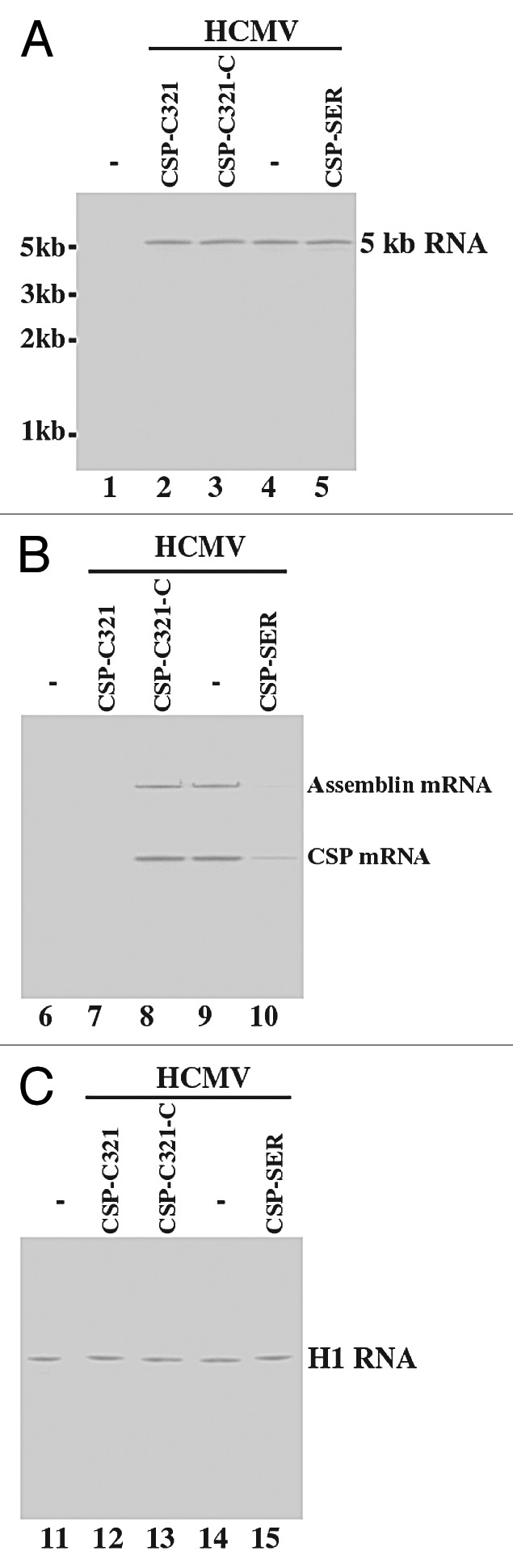 graphic file with name rna-9-1186-g4.jpg