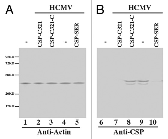 graphic file with name rna-9-1186-g5.jpg