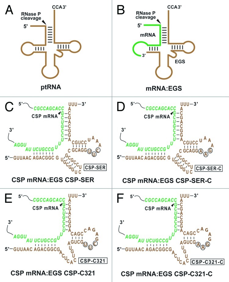 graphic file with name rna-9-1186-g1.jpg