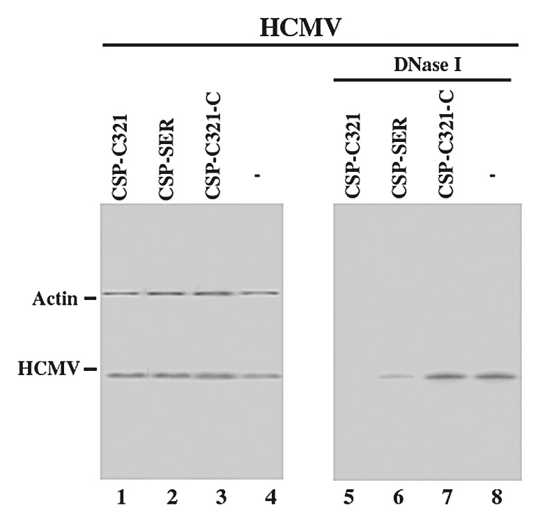 graphic file with name rna-9-1186-g7.jpg