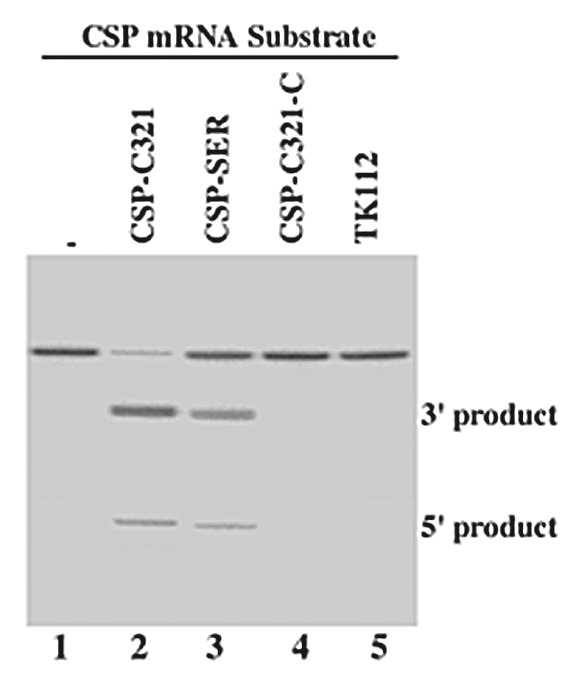 graphic file with name rna-9-1186-g2.jpg