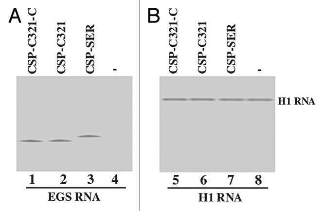 graphic file with name rna-9-1186-g3.jpg