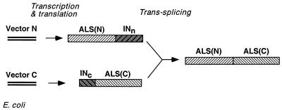 FIG. 1