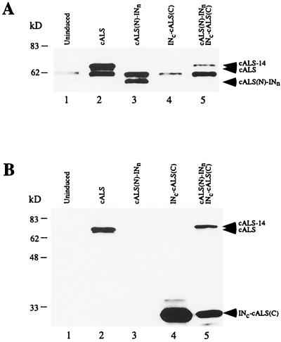 FIG. 5