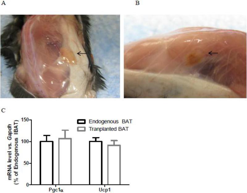 Fig.1