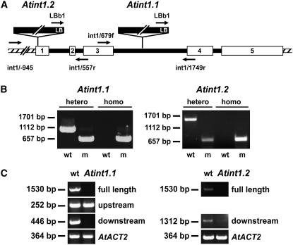 Figure 6.