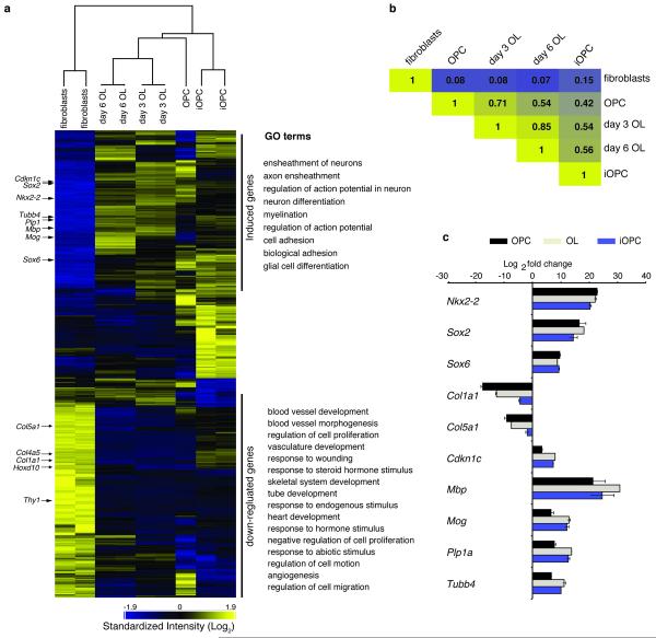 Generation of oligodendroglial cells by direct lineage conversion - PMC