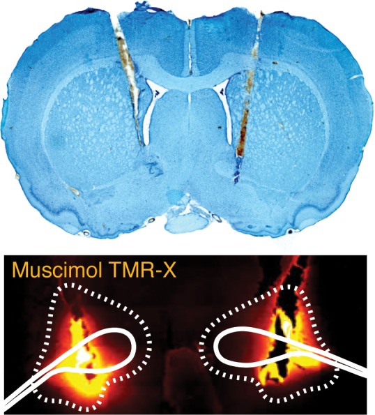 Figure 1—figure supplement 1.