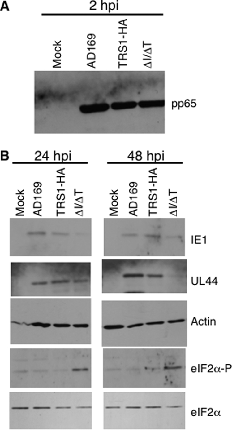 FIG. 5.