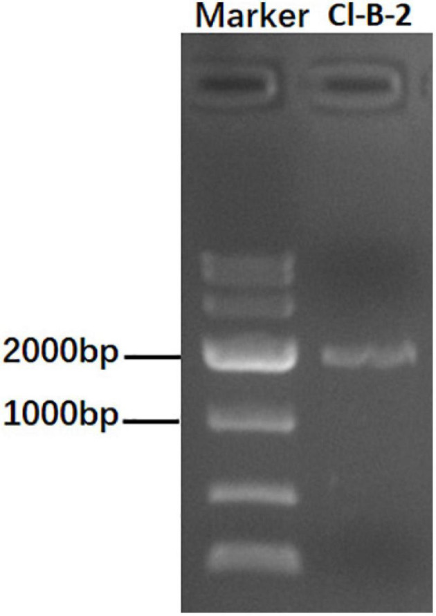 FIGURE 1