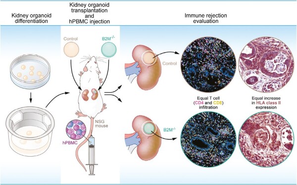 Graphical Abstract